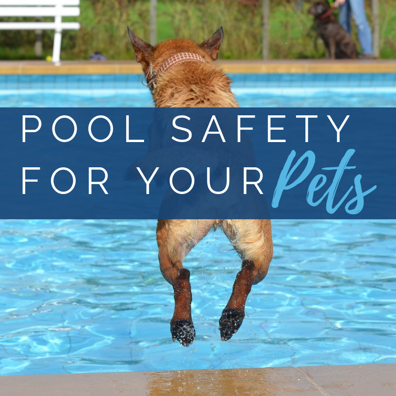 How Do I Get Dog Hair Out Of My Pool